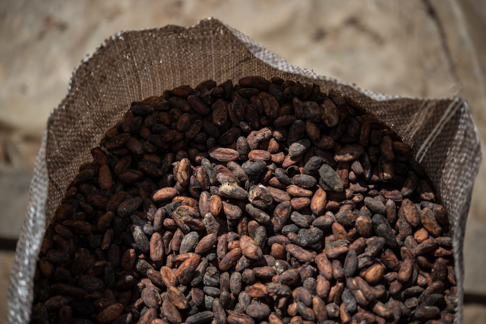 O cacau seco: qualidade do chocolate vai depender da qualidade das sementes (Foto Yasuyoshi Chiba/AFP)