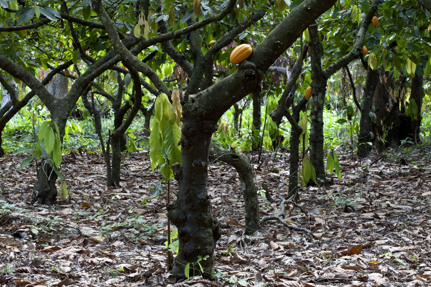Plantação de cacau no estado do Espírito Santo, um dos polos brasileiros (Biosphoto / Michel Gunther/AFP)