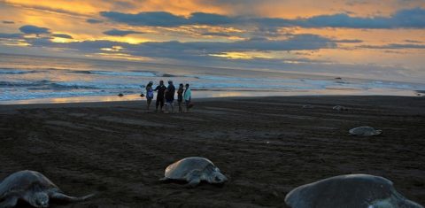 A praia de Ostional, um dos refúgios nacionais de vida selvagem na Costa Rica. O país tem o melhor desempenho ambiental da América Latina. Foto Iuri Cortez
