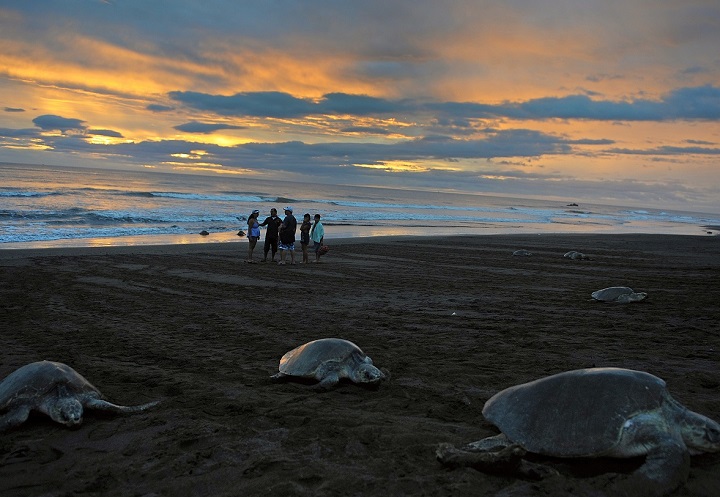 A praia de Ostional, um dos refúgios nacionais de vida selvagem na Costa Rica. O país tem o melhor desempenho ambiental da América Latina. Foto Iuri Cortez