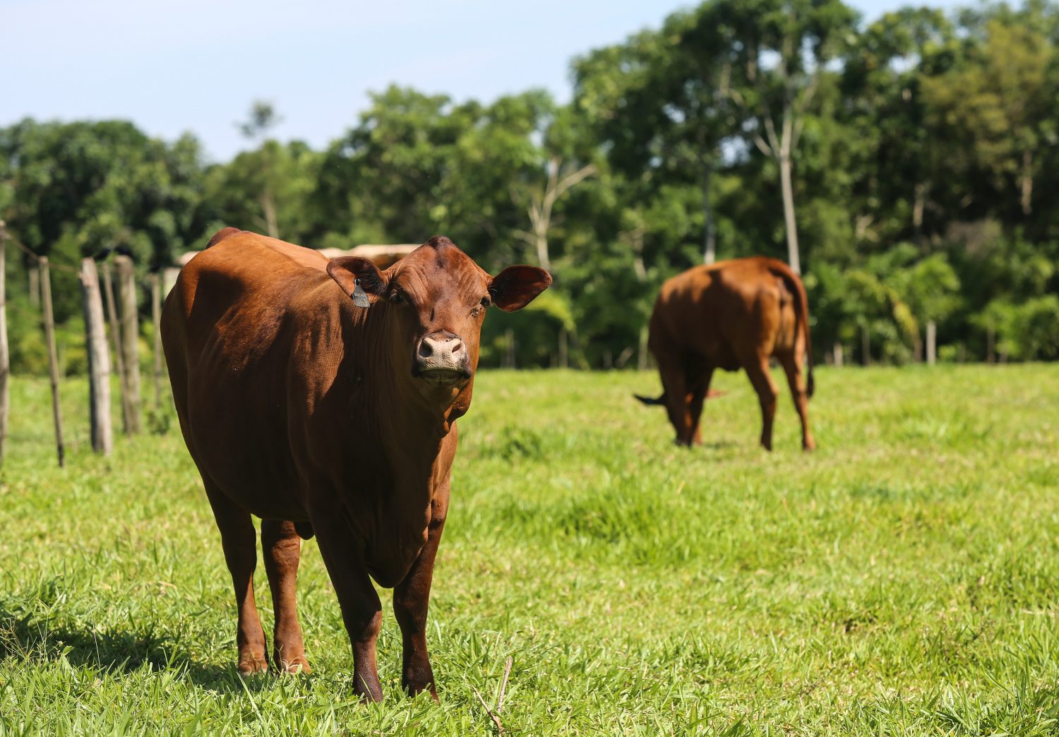 Unir pecuária, agricultura e florestas em uma só área é um dos caminhos para reduzir impacto ambiental (Foto Fernando Maia)