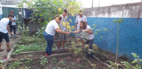 Alunos do Colégio Estadual Brigadeiro Schorcht, na Taquara, colhem as verduras plantadas por eles. Foto Elizabeth Oliveira