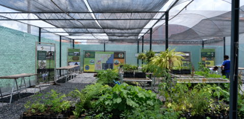Agrônomo ensina crianças no sertão da Bahia a plantarem mudas de árvores e a valorizarem a natureza