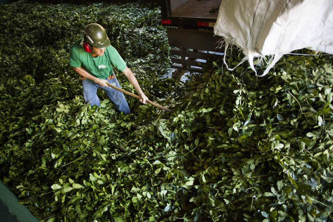 A maior parte da produção da ervateira Gheno é vendida à Leão (Foto Fábio Seixo/coca-Cola Brasil)