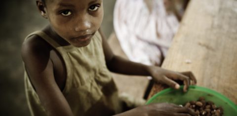 A proliferação de insetos, provocada pelo aquecimento global, resultará em danos significativos para as colheitas de arroz, trigo e milho. Foto Stophungertogether,