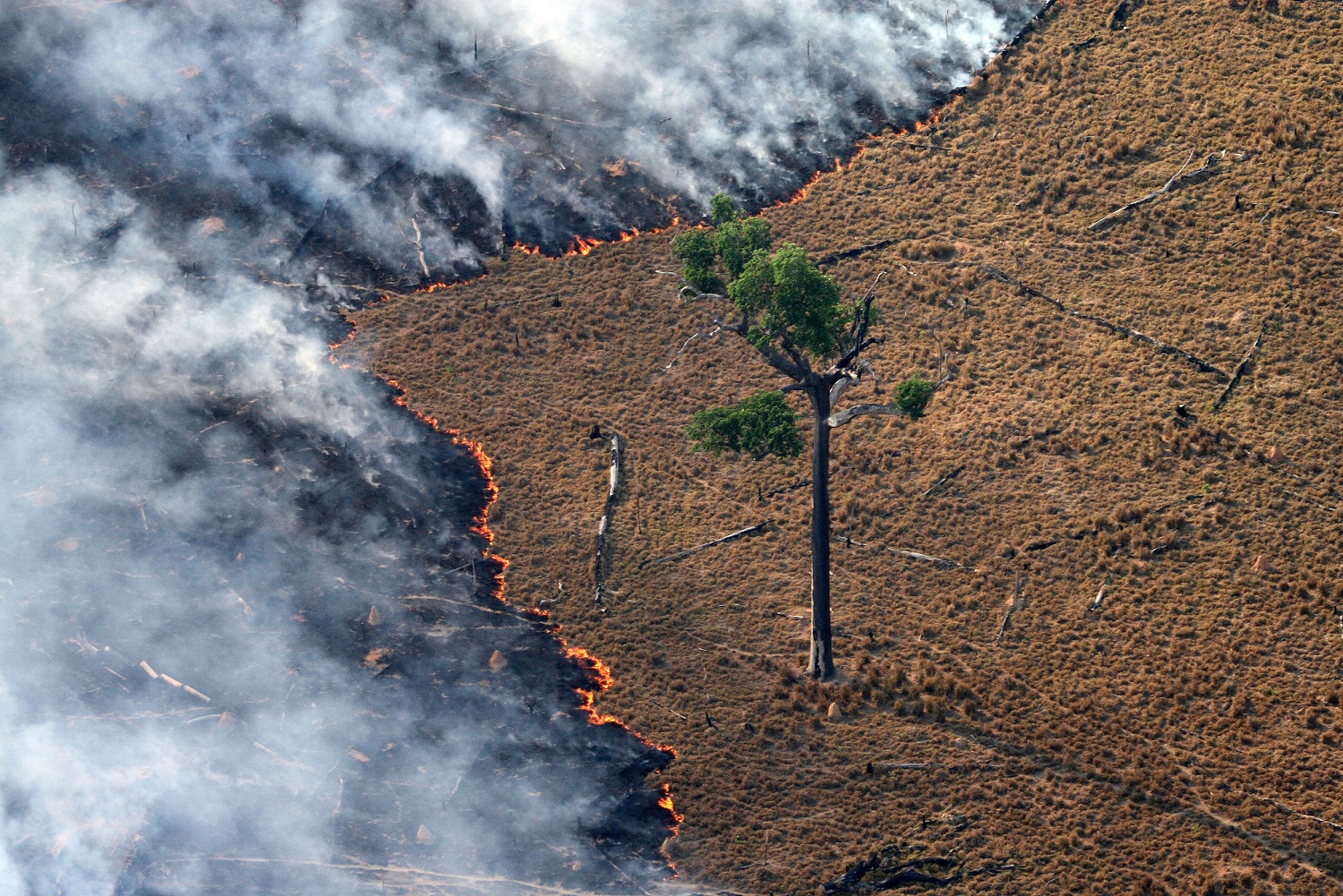 Foto Rodrigo Baleia/Greenpeace Incêndios em florestas tropicais úmidas podem reduzir significativamente a biomassa florestal por décadas. Foto Rodrigo Baleia/Greenpeace