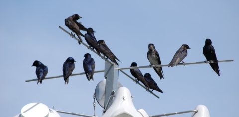 Amazônia: as primeiras antenas de monitoramento de aves foram instaladas em uma torre de 42 metros de altura sobre a floresta (Foto: Purple Martin Conservation Association)