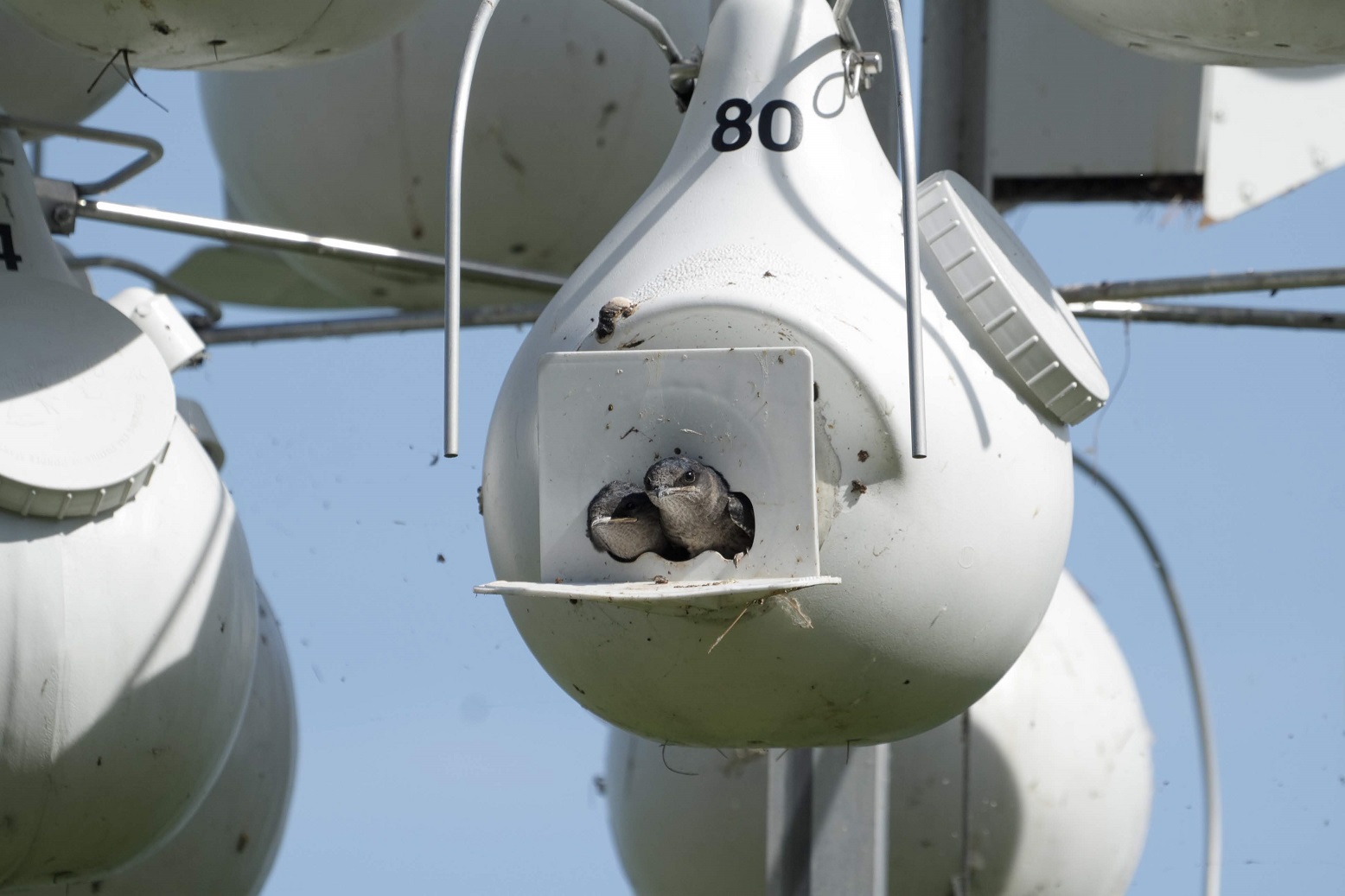 Todos os dados coletados são gravados num cartão de memória e podem ser baixados através de um aplicativo de celular via rede wireless. Foto Purple Martin Conservation Association