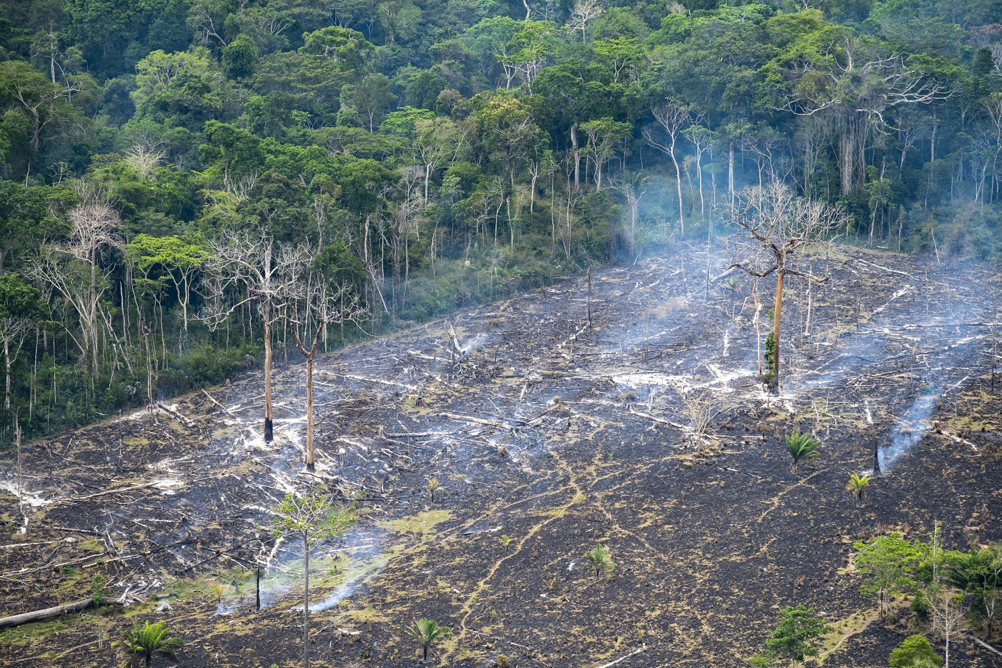Foto Notimex. Área de desmatamento ilegal, em Marabá, no Pará. Reflorestamento é uma oportunidade para as empresas. Foto Notimex.