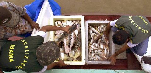 Agents of the Instituto Brasileno de Medio Ambiente (IBAMA) inspect a boat of indigenous brazilian Ticunas, 28 October 2000, in Rio Javari, on the border with Peru, and in front of the city of Tabatinga, Brazil. The IBAMA controls fishing in the region in order to prevent extinction.AFP PHOTO/Antonio SCORZA Agentes deI Instituto Brasileno de Medio Ambiente (IBAMA) inspeccionan a un barco de indigenas brasilenos Ticunas, el 28 de octubre de 2000 en el Rio Javari, en la frontera fluvial con Peru, y frente a la ciudad de Tabatinga, en la Amazonia, Brasil. El IBAMA trata de controlar la pesca en la region preservando especimenes como el Tucunare (en la foto), caracterisico de estas aguas, amenazado de extincion. AFP PHOTO/Antonio SCORZA (Photo by ANTONIO SCORZA / AFP)Agents of the Instituto Brasileno de Medio Ambiente (IBAMA) inspect a boat of indigenous brazilian Ticunas, 28 October 2000, in Rio Javari, on the border with Peru, and in front of the city of Tabatinga, Brazil. The IBAMA controls fishing in the region in order to prevent extinction.AFP PHOTO/Antonio SCORZA Agentes deI Instituto Brasileno de Medio Ambiente (IBAMA) inspeccionan a un barco de indigenas brasilenos Ticunas, el 28 de octubre de 2000 en el Rio Javari, en la frontera fluvial con Peru, y frente a la ciudad de Tabatinga, en la Amazonia, Brasil. El IBAMA trata de controlar la pesca en la region preservando especimenes como el Tucunare (en la foto), caracterisico de estas aguas, amenazado de extincion. AFP PHOTO/Antonio SCORZA (Photo by ANTONIO SCORZA / AFP)