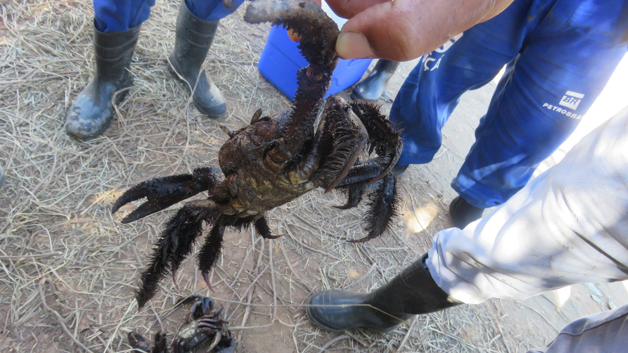 Denúncias apontam a morte de caranguejos e aves como resultado do vazamento (Foto ICMbio)