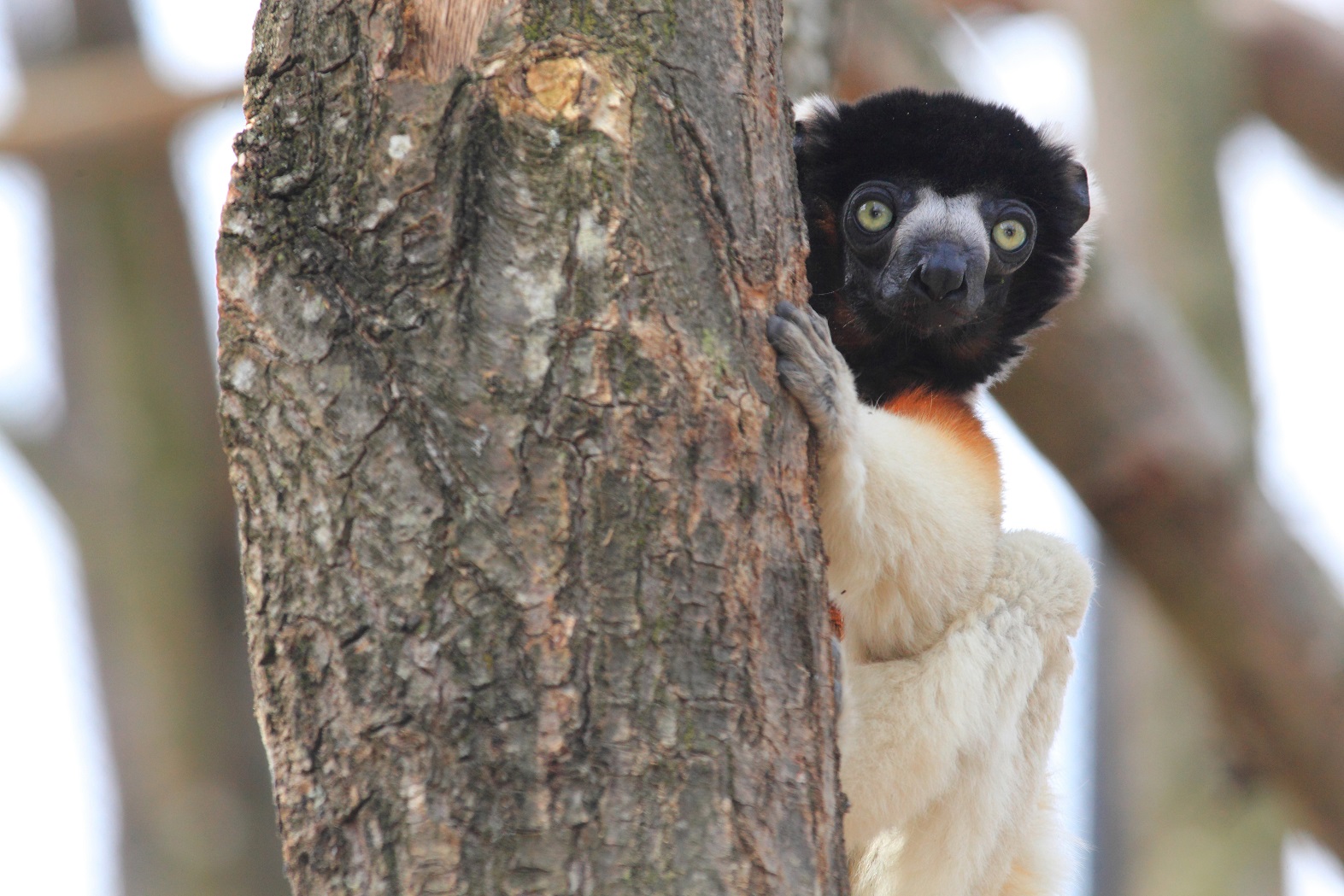 Foto Manuel Cohen Cientistas alertam que o Lemur, animal símbolo da ilha de Madagarcar, pode deixar de existir até 20140. Foto Manuel Cohen