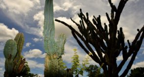 Caatinga: da invisibilidade à COP30