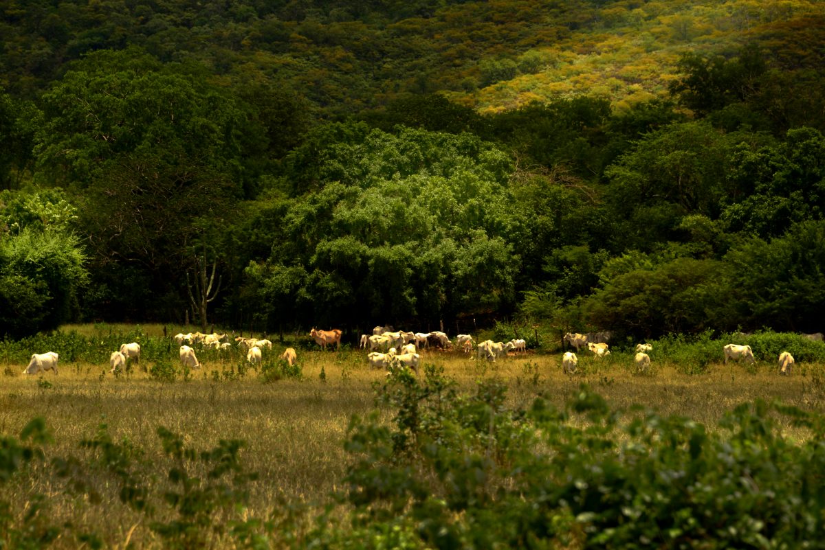 Foto de Mirian Fichtner Fotogaleria do semiarido. Foto de Mirian Fichtner