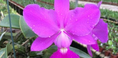 Orquídea: cuidados especiais para cultivar podem ser aprendidos em evento no Jardim Botânico (Foto: Divulgação)