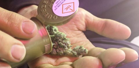 A lei obriga os produtores a indicar na embalagem as informações sobre o teor de THC (tetraidrocanabinol). Foto Wikimedia Commons