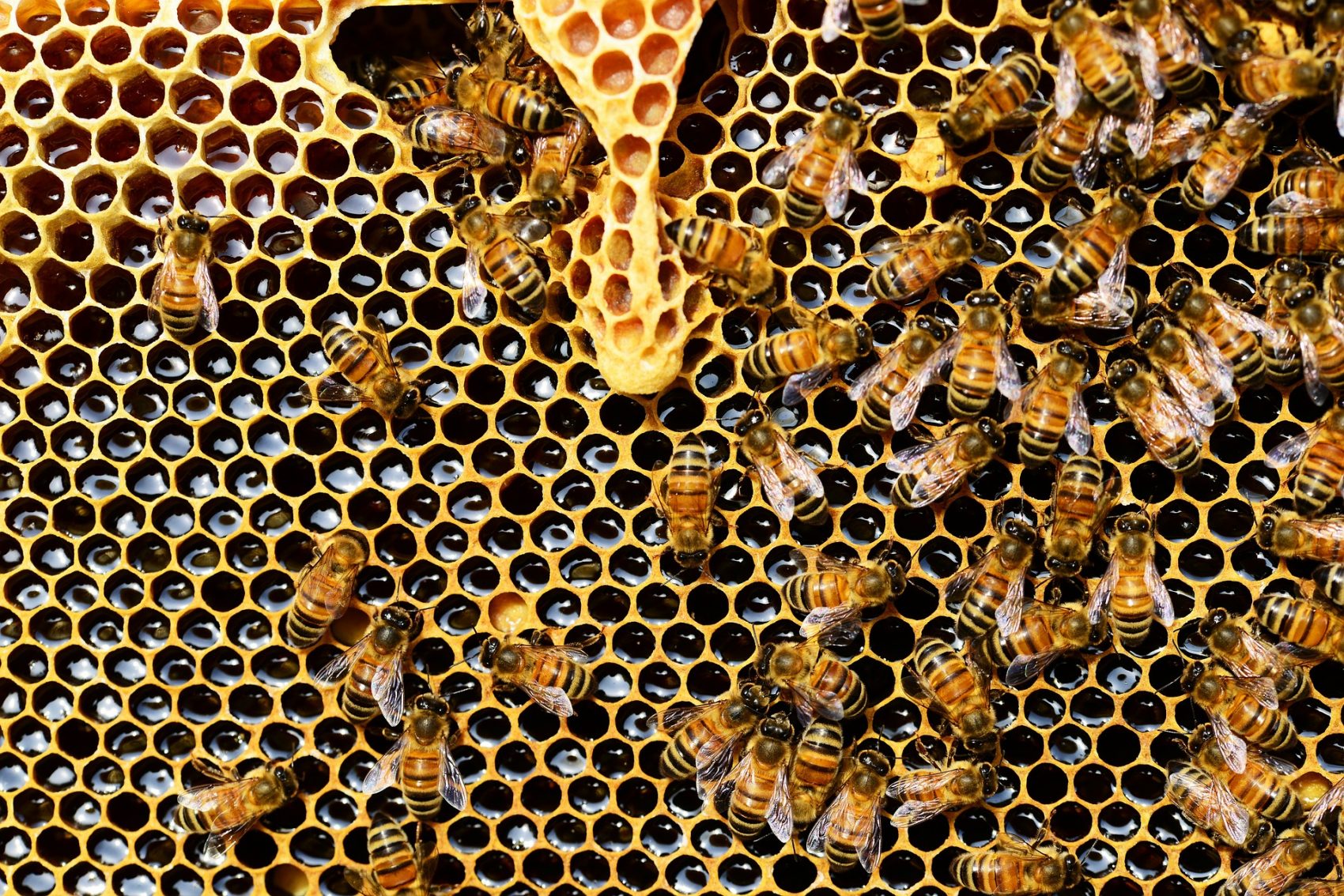 Abelhas em colmeia: pesquisa constatou que fungicida considerado inofensivo em combinação com outro agrotóxico alterou comportamento de operários e afetou toda a vida da colônia (Foto: Pixabay)