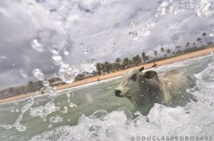 O boi fujão, que entrou no mar de Salvador e acabou morrendo: sucesso nas redes sociais