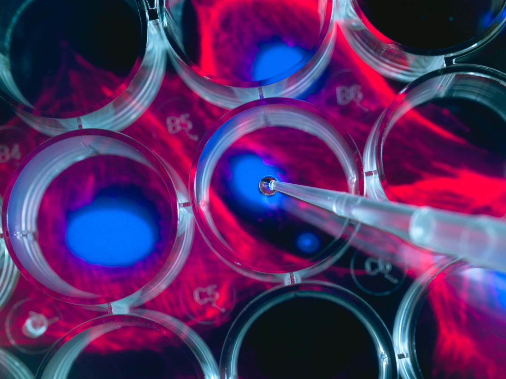 Pesquisa com células-tronco: neurologistas da Unifesp reduziram lesões cerebrais em camundongos causadas por AVC (Foto: Andrew Brookes/Cultura Creative/AFP)
