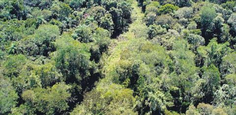 A Estrada do Colono, dentro do Parque Nacional do Iguaçu e fechada desde 2001: proposta de reabertura também reabre polêmica entre ambientalistas e moradores e empresários da região (Foto: ICMBio)