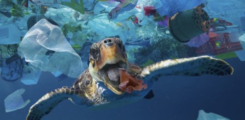 Estudos calculam em 2,5 milhões de dólares o prejuízo anual causado pelas 8 milhões de toneladas de plástico despejadas nos oceanos por ano. Foto Paulo Oliveira/Biosphoto