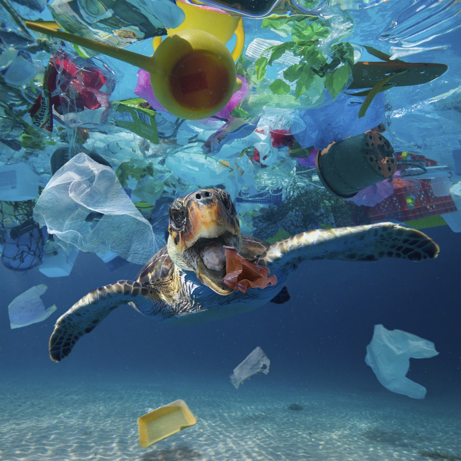 Foto Paulo Oliveira/Biosphoto Estudos calculam em 2,5 milhões de dólares o prejuízo anual causado pelas 8 milhões de toneladas de plástico despejadas nos oceanos por ano. Foto Paulo Oliveira/Biosphoto