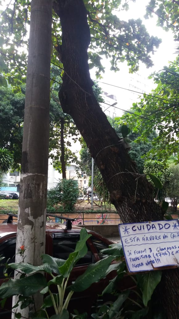poda de árvores no Rio