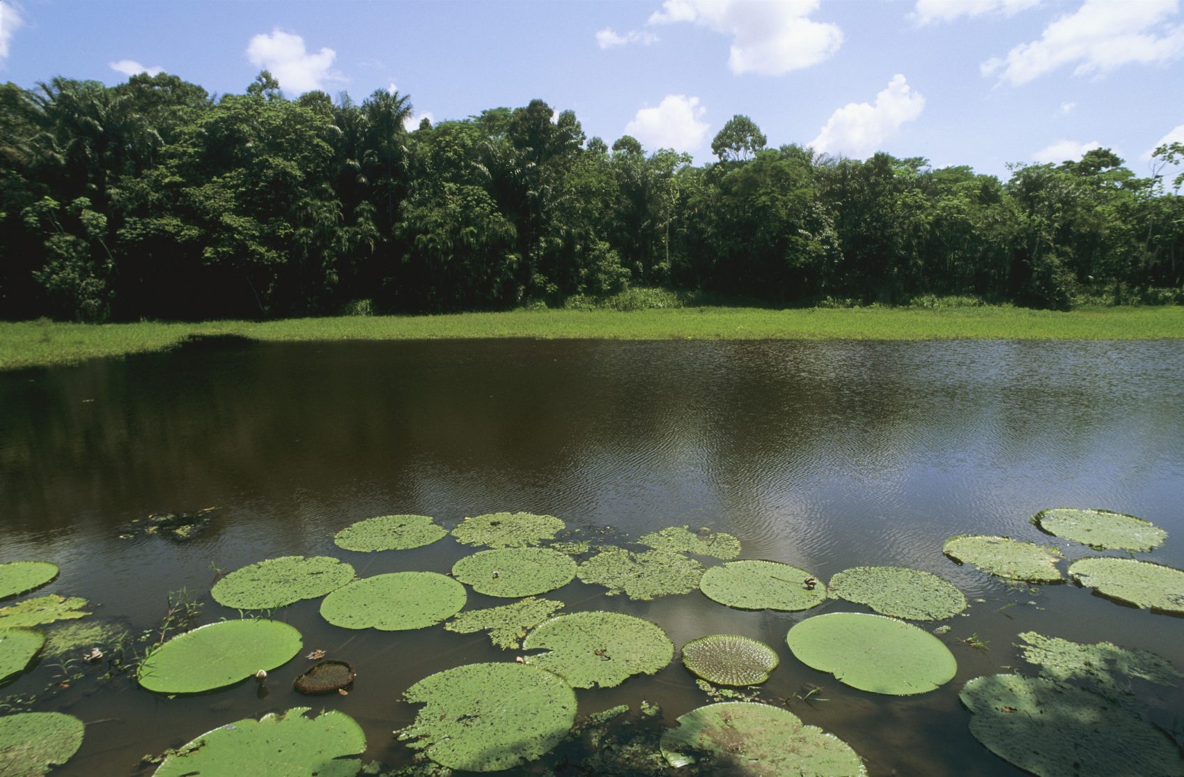 Maior parte do carbono circulante em lagos, várzeas e planícies inundáveis não vem do fitoplâncton, de invertebrados ou de peixes, mas da teia alimentar microbiana (Foto: Francois Le Divenah/Photononstop/AFP)