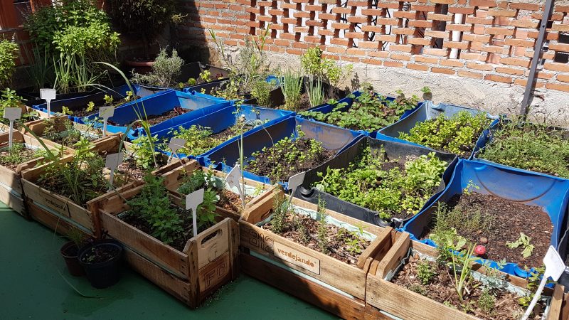 Horta na laje em Paraisópolis: plantações ajudam até a diminuir temperatura nas casas (Foto: Florência Costa)