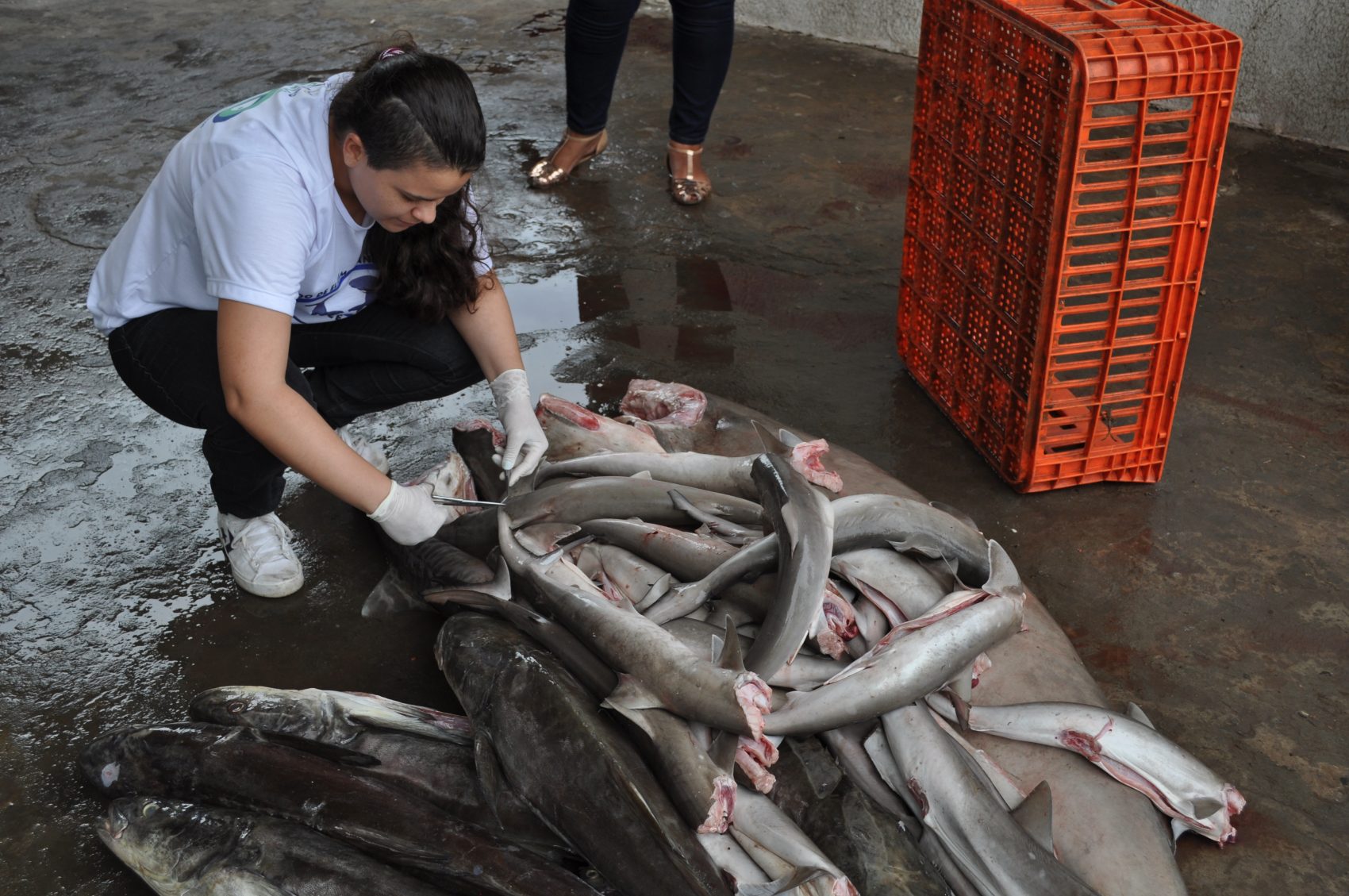 Tubarões recolhidos em mercado: pescado e comércio ilegais flagrados por projeto de pesquisa (Foto: Divulgação/UFMA)