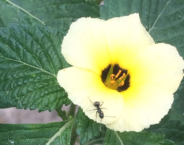 Plantas com nectários extraflorais e as 13 espécies de formigas foram estudadas no campus da Universidade Estadual de Feira de Santana, no Sertão da Bahia (Foto: Laura Leal)