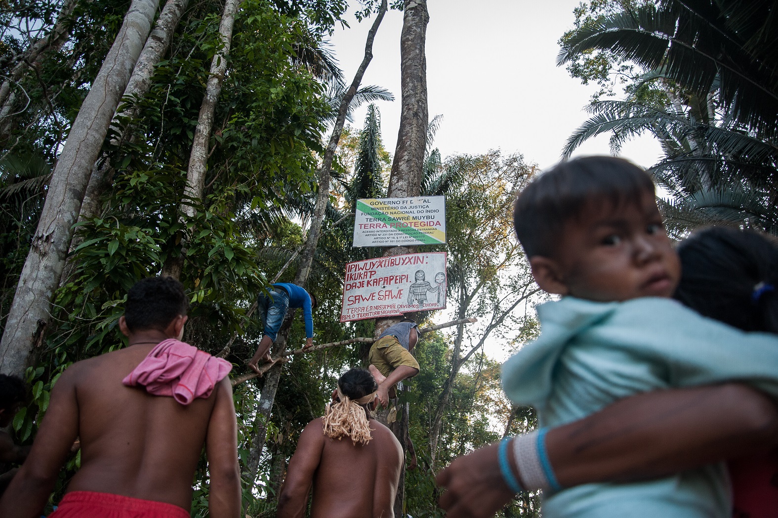 Indígenas colocam as placas indicativas de terras protegidas e demarcadas na região do rio Jamanxim, conhecido ponto de intensa atividade madeireira e garimpeira no estado do Pará.Foto Anderson Barbosa