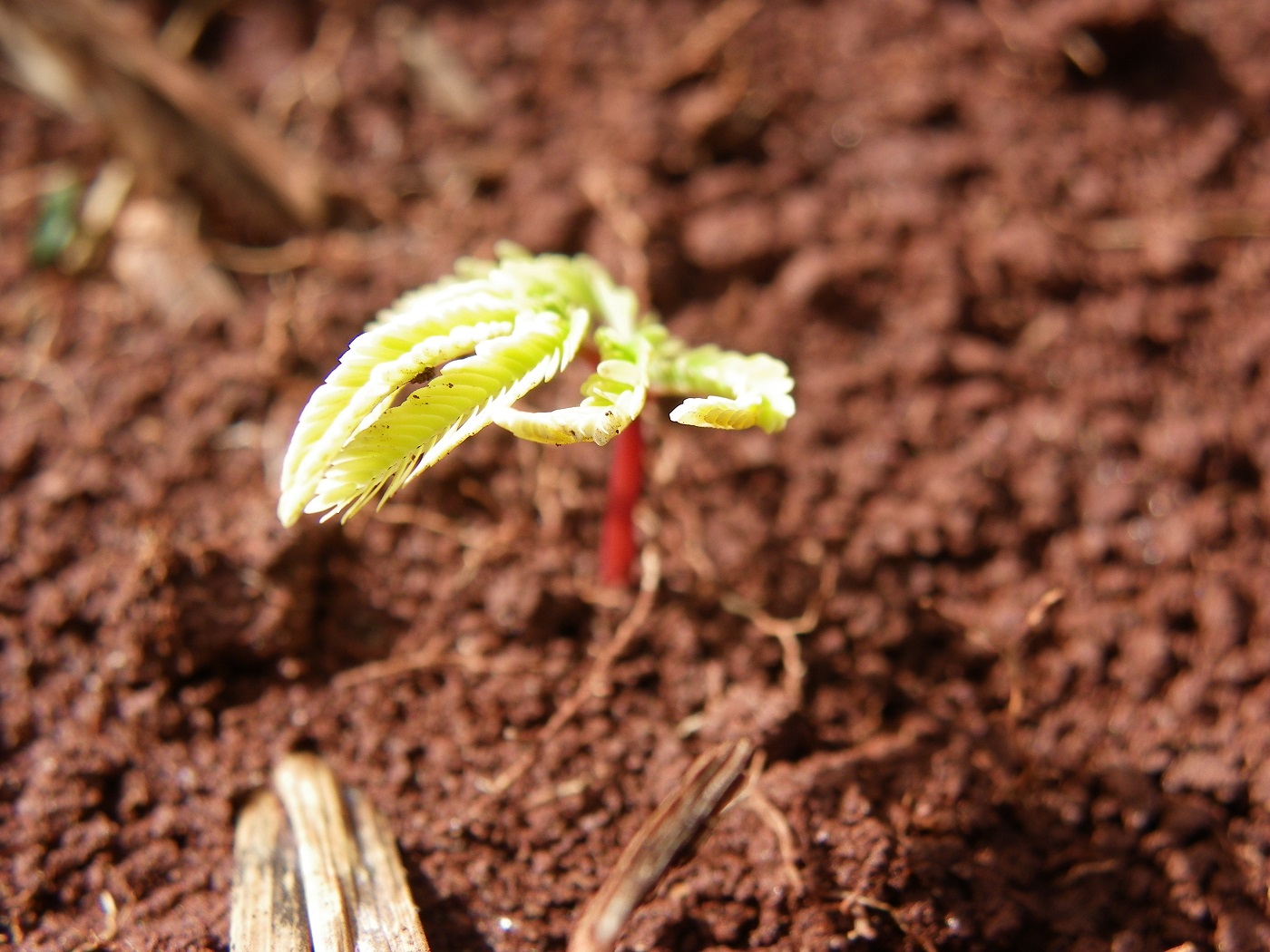 Foto Letícia Garcia Muda de angico germinando em uma área de reflorestamento. Foto Letícia Garcia
