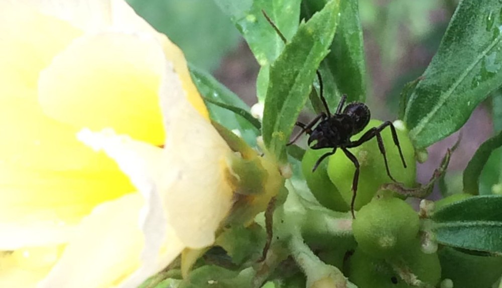 Formiga em flor de guarujá no sertão da Bahia: pesquisa mostrou que agressividade de insetos em ambientes áridos e com pouca disponibilidade de alimentos ajuda plantas a afugentar artrópodes herbívoros (Foto: Laura Leal)