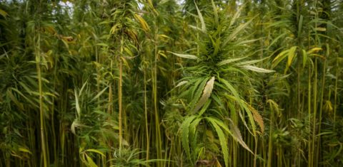 Plantação de cânhamo, espécie de cannabis, que vem sendo cada vez mais usada na indústria da moda e é ambientalmente mais sustentável do que o algodão (Foto: Julien Mattia/NurPhoto/AFP)