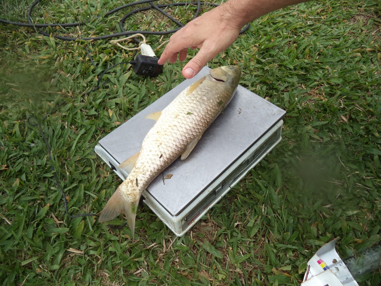 Carpa passando por processo de medição: falta de ração orgânica atrasou crescimento dos peixes (Foto: Divulgação/IFSC)