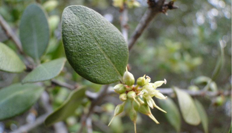 Quixaba, planta da Caatinga, teve suas cicatrizantes e anti-inflatórias mapeadas em pesquisa da Universidade Federal do Ceará (Foto: Pedro Everson de Aquino)