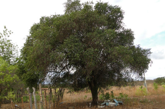 A quixaba pode alcançar até 18 metros de altura e, apesar de natural da caatinga. é encontrada no Pantanal e até no Rio Grande do Sul (Foto: Pedro Everson de Aquino)