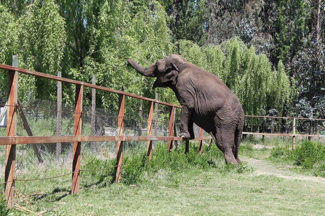 Elefanta em busca de refúgio no Brasil: conheça a comovente história de Ramba