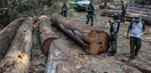 Funai e Polícia Ambiental de Roraima fazem a maior apreensão de madeira do ano na Terra Indígena Uru-Eu-Wau-Wau. Foto Marizilda Cruppe