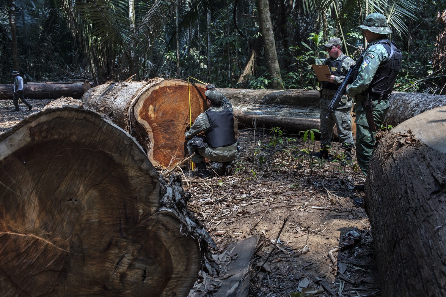 Foto Marizilda Cruppe Funai e Polícia Ambiental de Rondônia fazem a maior apreensão de madeira do ano na Terra Indígena Uru-Eu-Wau-Wau. Foto Marizilda Cruppe