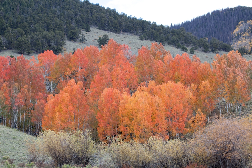 A preservada Floresta Nacional do Rio Grande, no sul do Colorado. As árvores que não são da família de pinheiros perdem as folhas no inverno. Foto Divulgação