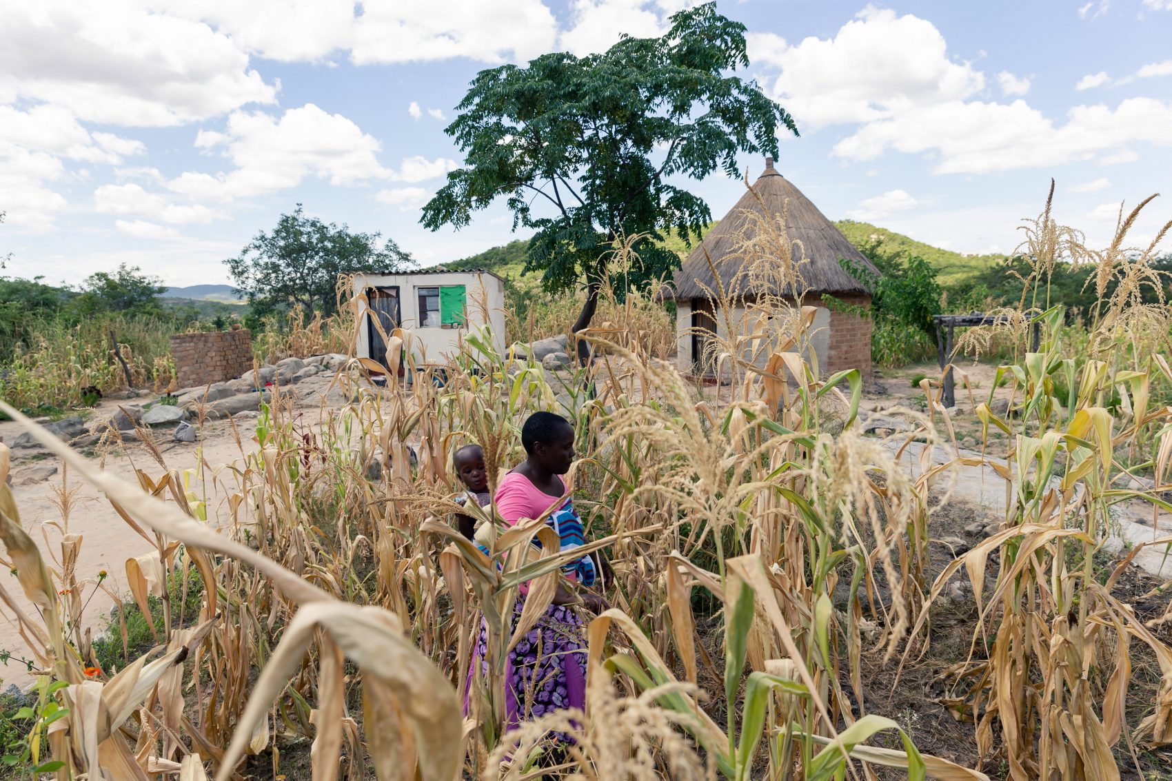 Plantação de milho arrasada pela seca prolongada no oeste de Zimbábue: fome ameaça dois milhões de pessoas no país africano (Foto: Jekesai Njikizana/AFP)