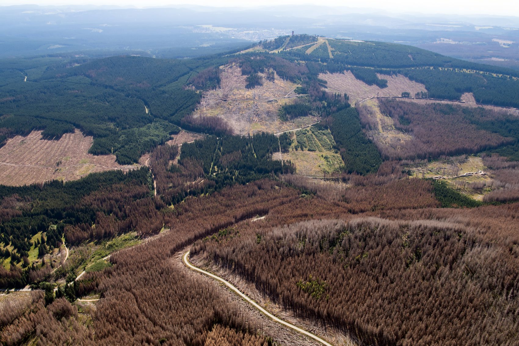 Alemanha com partes sem árvores: secas prolongadas e falta de umidade no ar tornam mais difícil recuperação da natureza (Foto: Swen Pförtner/DPA)