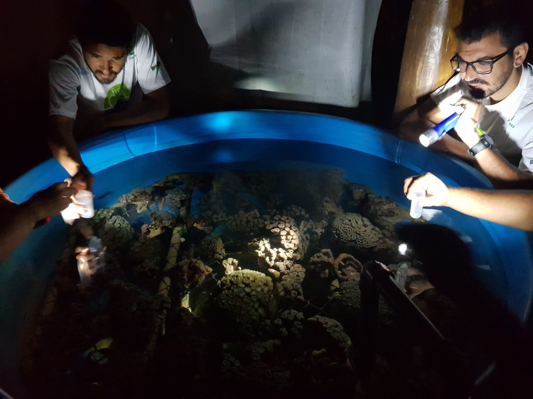 Monitoramento da desova do coral-couve-flor (Mussismilia harttii) na Base de Pesquisa do Coral Vivo (Foto: Leandro Santos | Projeto Coral Vivo)