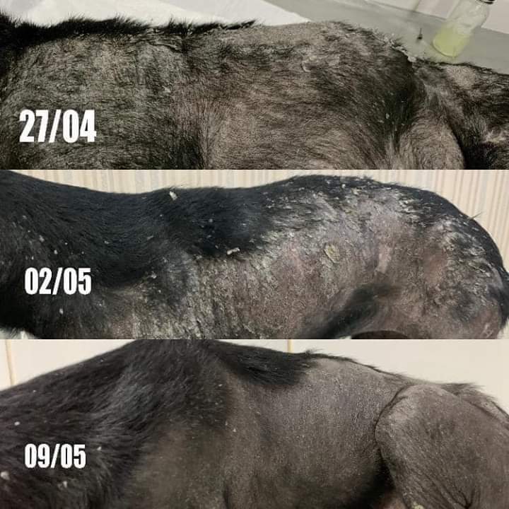 Cachorros doentes passaram a receber uma dose mensal da vacina durante quatro meses para manter o estímulo de combate ao parasito: melhora significativa (Foto: Divulgação/Unila)