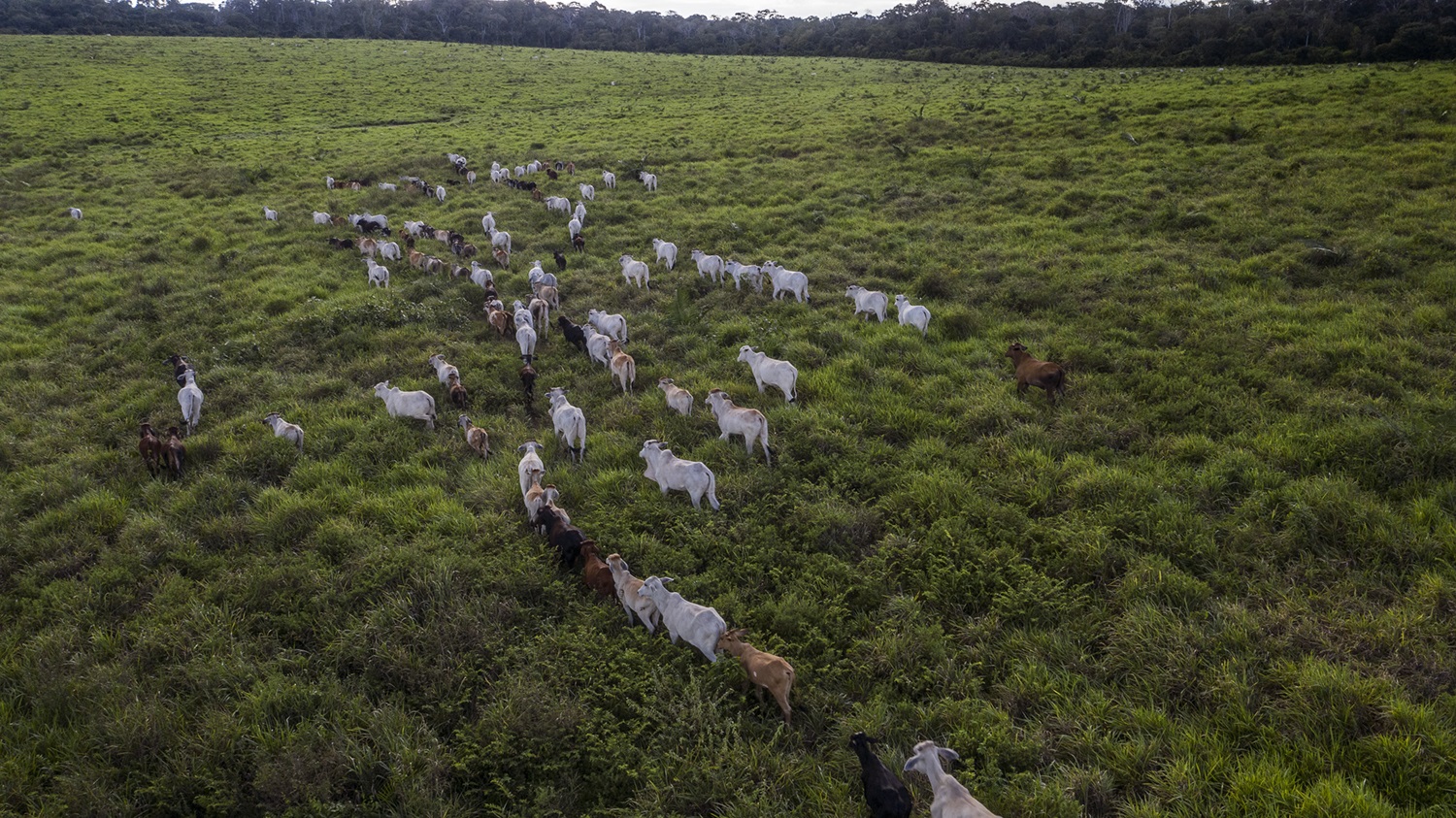 Foto Marizilda Cruppe Imagem de um rebanho bovino no limite da Floresta Nacional do Tapajós, altura do Km 88 da BR-163. Foto Marizilda Cruppe