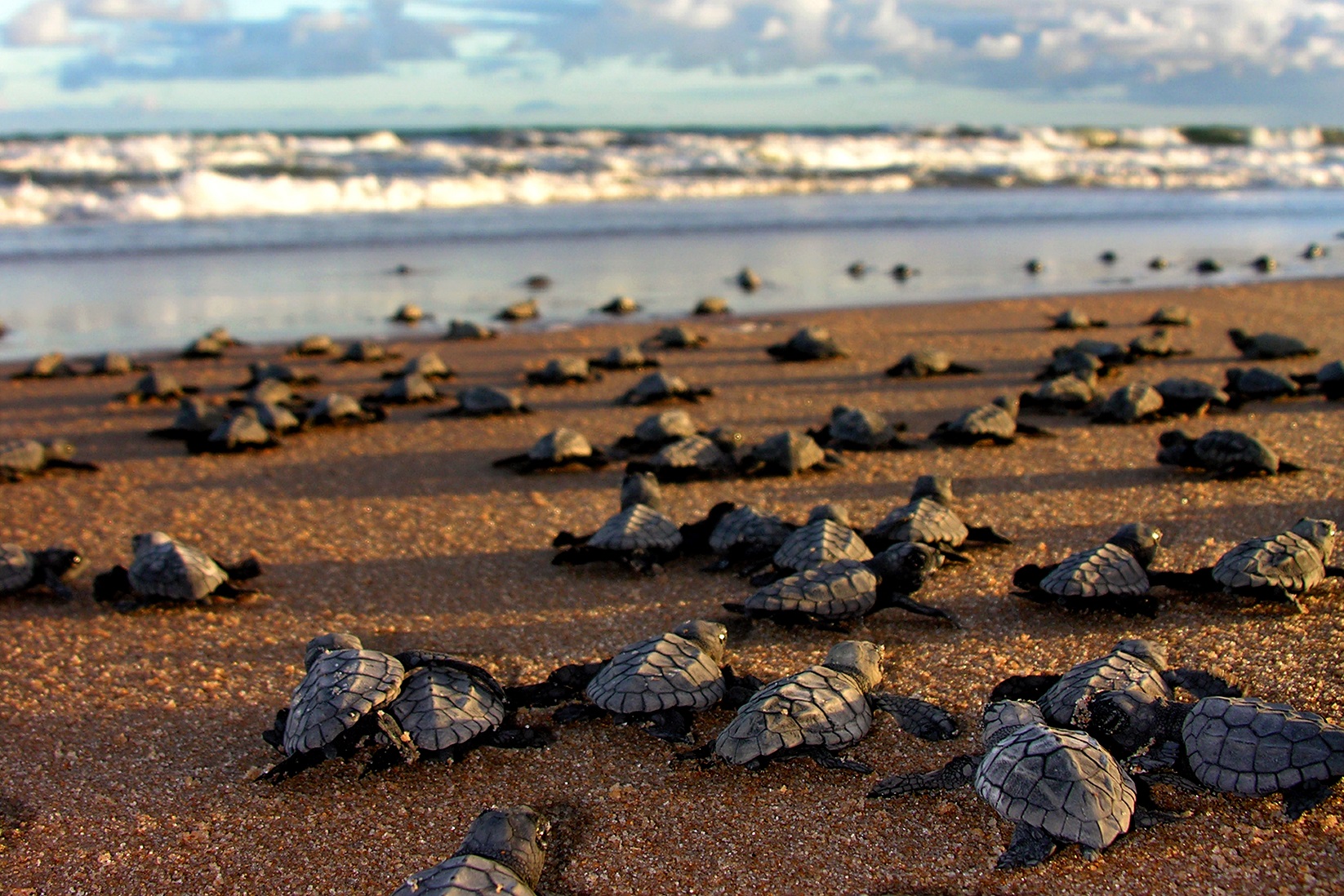 Manchas de óleo se transformam em barreiras para o deslocamento de tartarugas do Projeto Tamar. Foto Divulgação