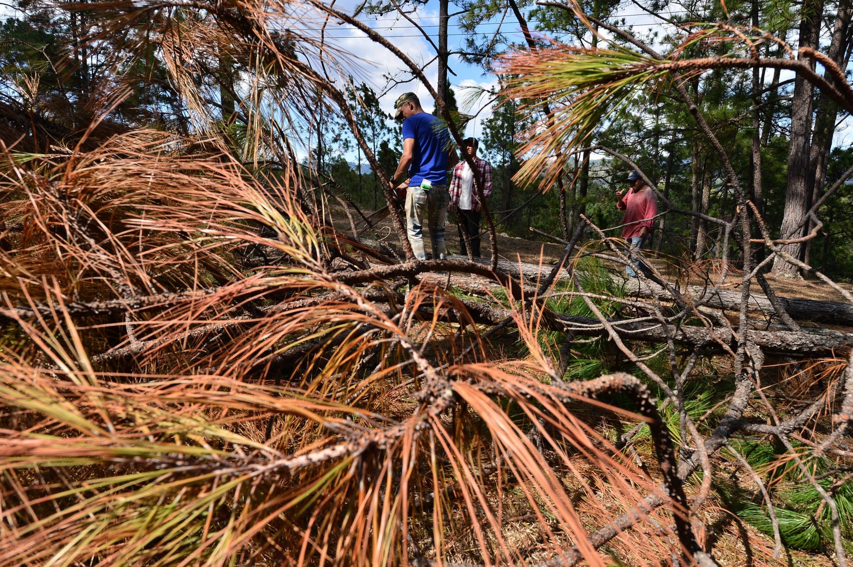 Agricultores hondurenhos cortam árvores danificadas pela seca e pelas pragas de insetos: agências da ONU calculam 1,4 milhão de pessoas ameaçadas pela fome na América Central (Foto Orlando Sierra/AFP)