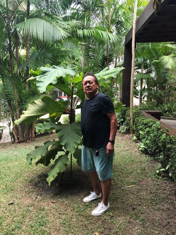 O pesquisador Cid Ferreira, do Inpa, e a Coccoloba gigantifolia que plantou no seu quintal. Foto Divulgação
